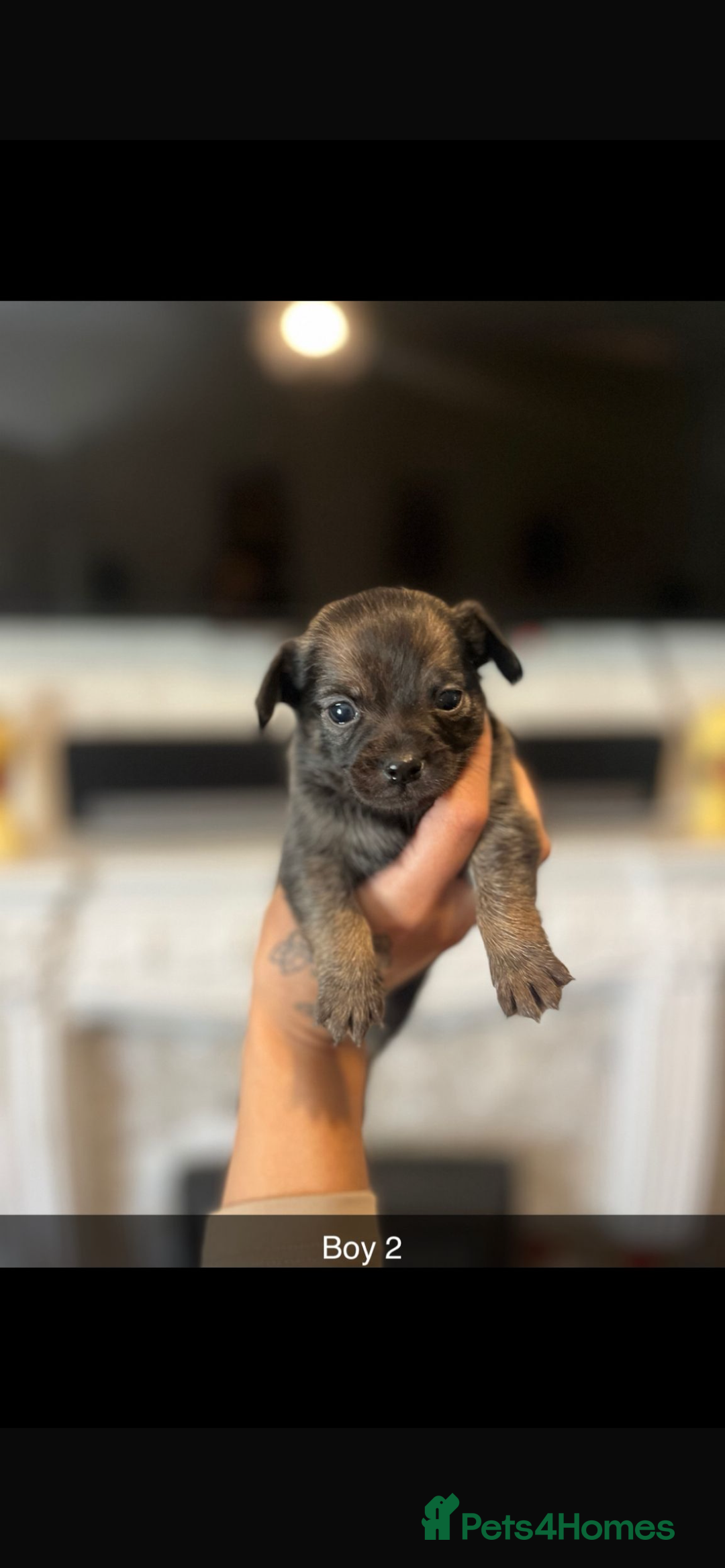 Chihuahua dogs for sale: Chihuahua puppys in Maidstone - Image 5