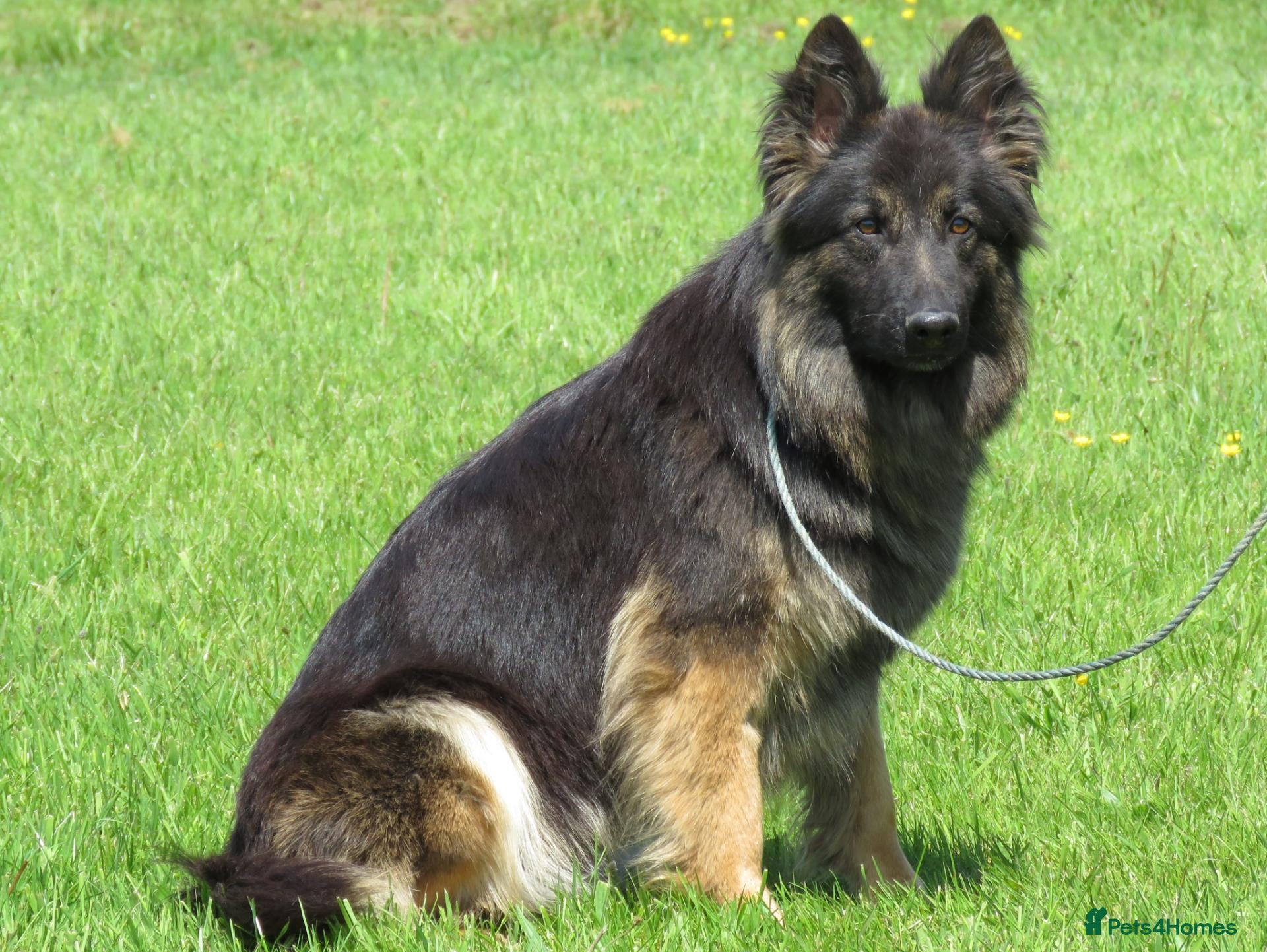German Shepherd dogs German Shepherd Male For Sale - Advert 2