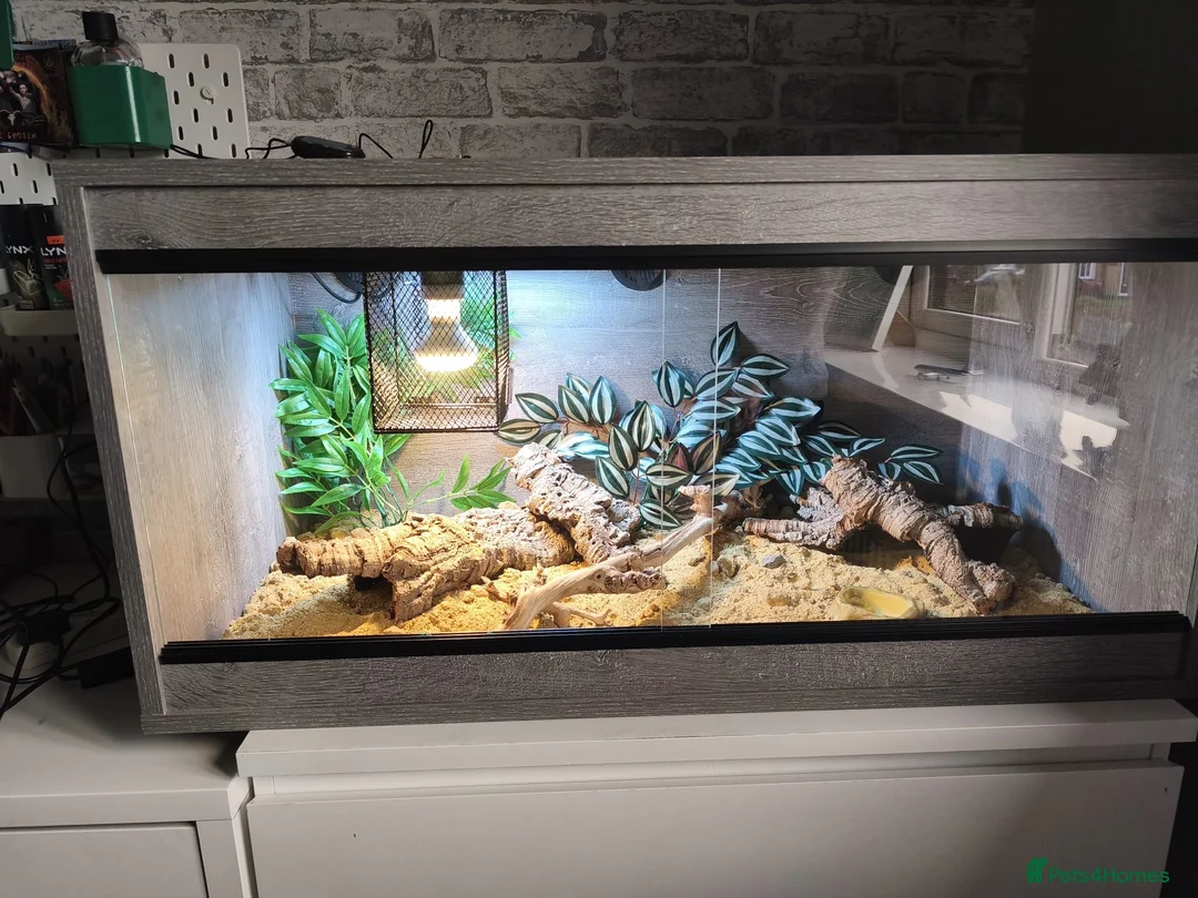 Leopard Gecko reptiles for sale: Healthy yellow leopard gecko with vivarium in Ripley - Advert 2