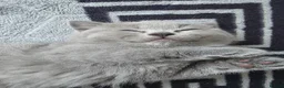 British Shorthair cats for sale: British shorthair kittens - Advert 20