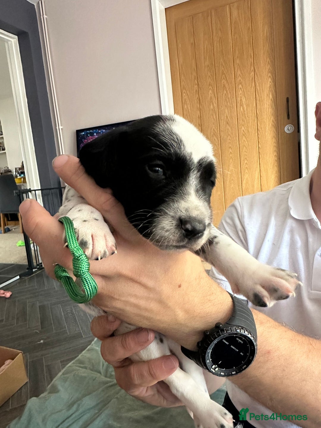Mixed Breed dogs for sale: Springer Spaniel cross Dalmatian - Image 12