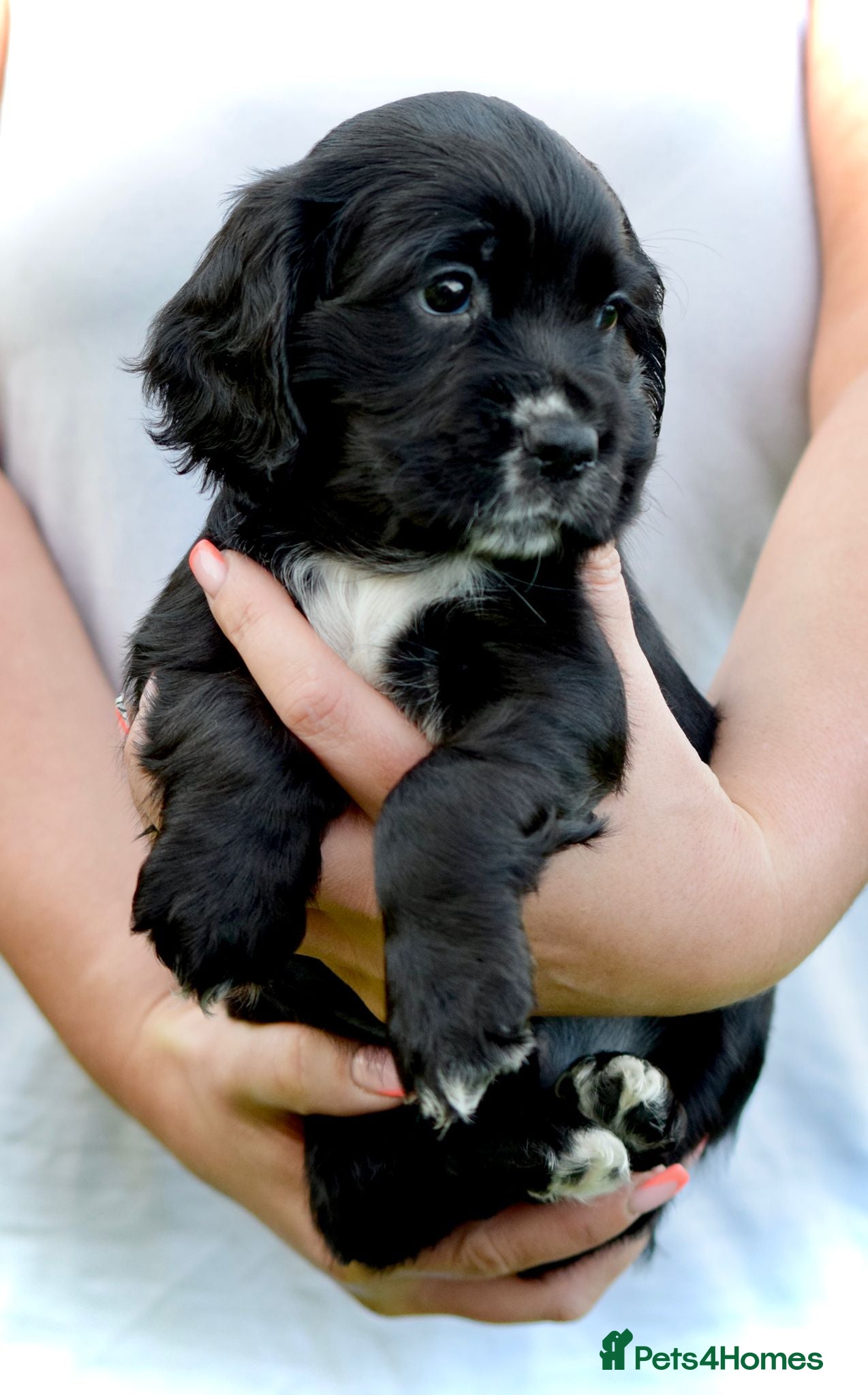 Cocker Spaniel dogs Stunning Working Cocker Spaniels 1 left - Advert 1