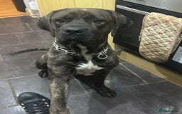Cane Corso dogs for sale: Beautiful brindle male - Image 3