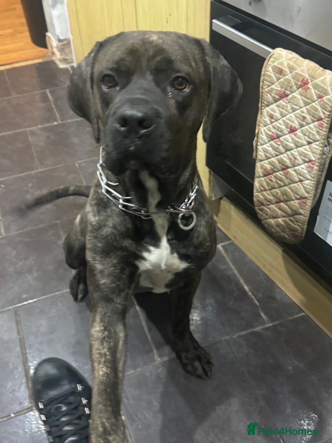Cane Corso dogs for sale: Beautiful brindle male - Image 3