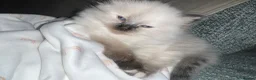 Ragdoll cats for sale: Ragdoll kittens  in Doncaster - Advert 3