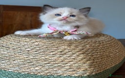 Ragdoll cats for sale: TICA Registered Ragdoll Kittens - Image 24