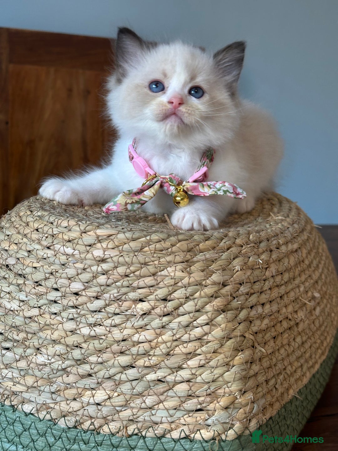 Ragdoll cats for sale: TICA Registered Ragdoll Kittens - Image 24