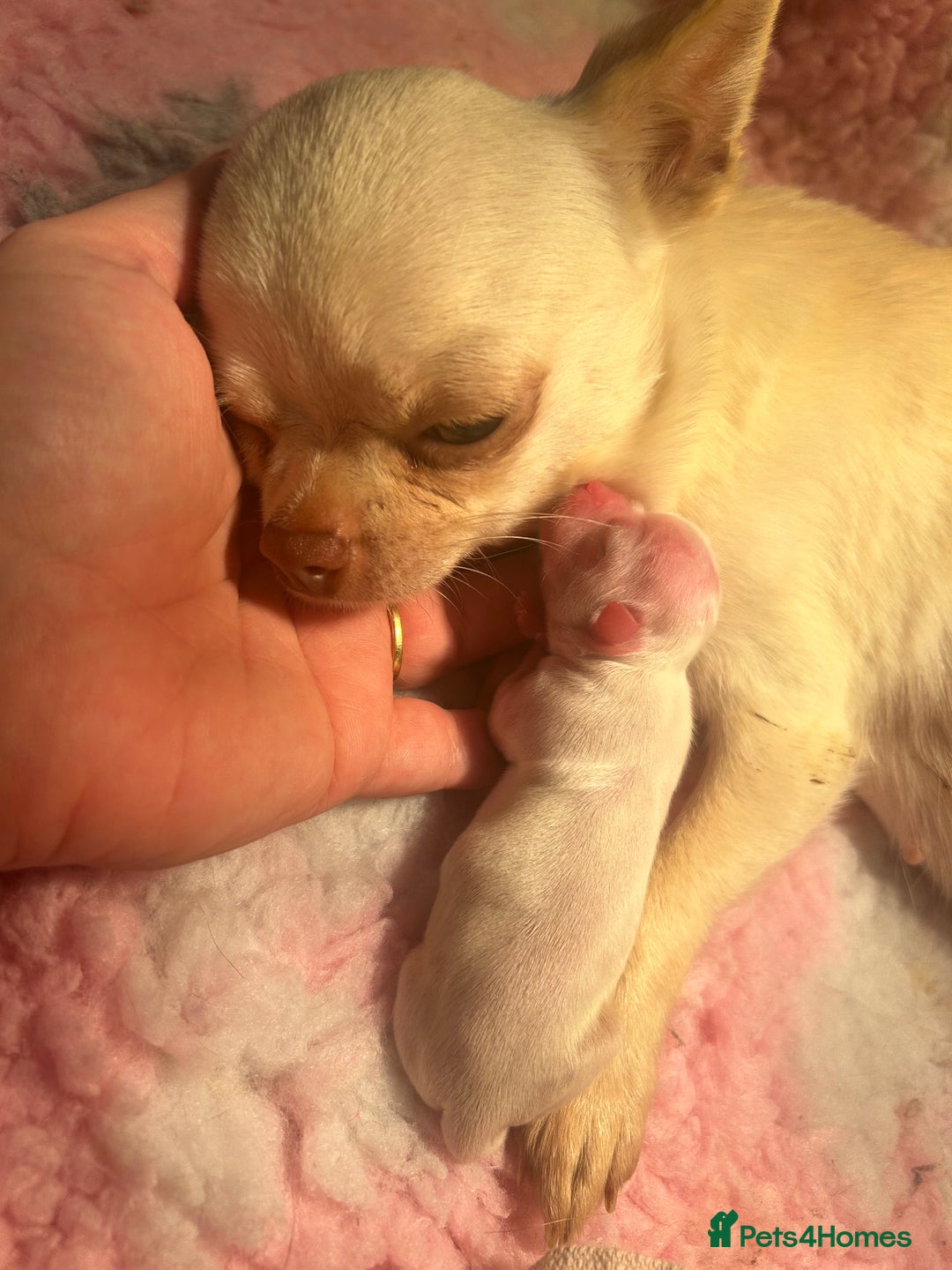 Chihuahua dogs for sale: 3 beautiful cream Chihuahua boys  - Advert 8