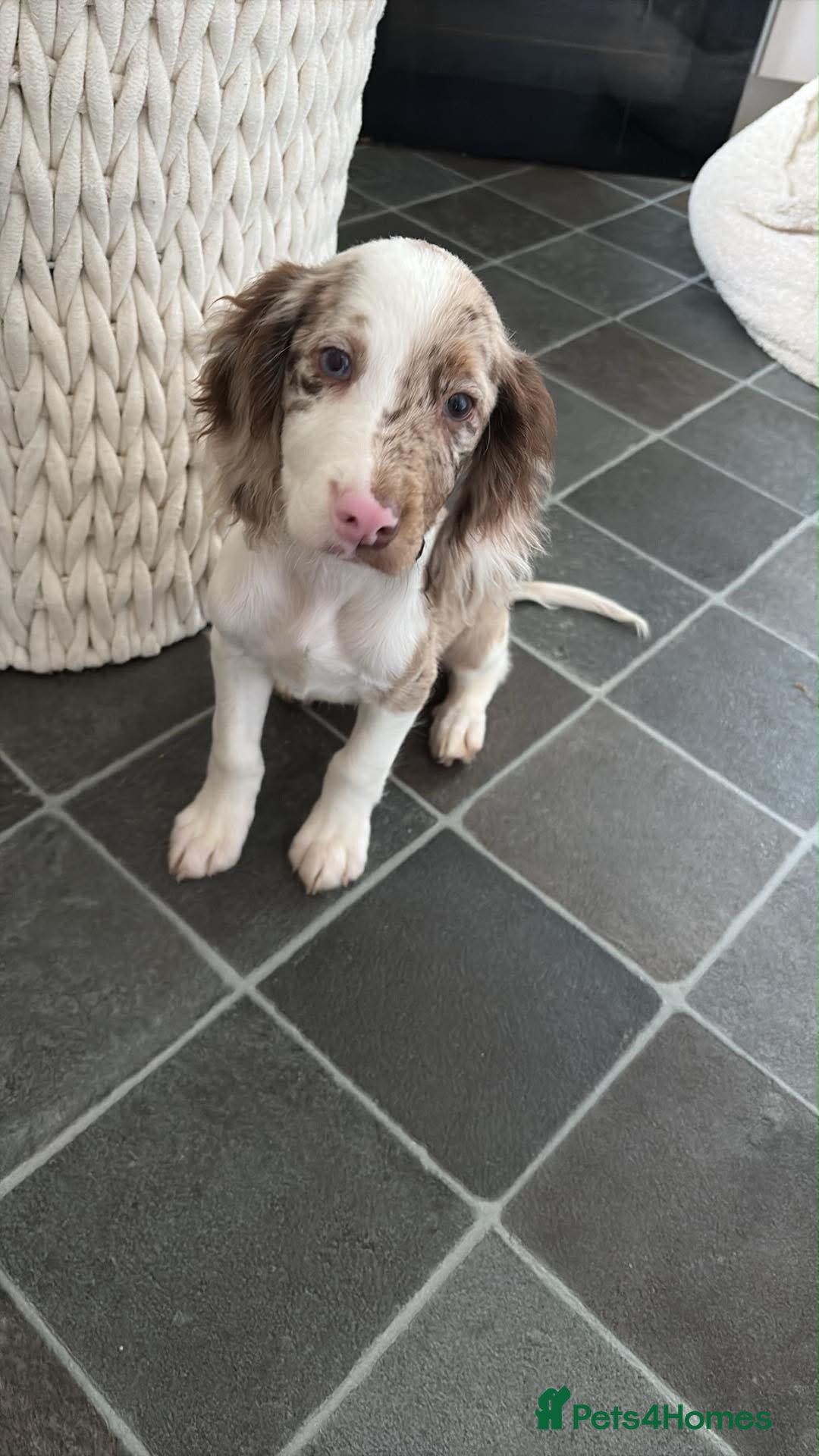 Cocker Spaniel dogs 1 male cocker spaniel - Advert 2