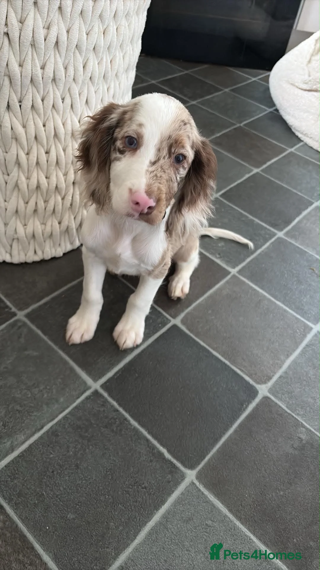 Cocker Spaniel dogs for sale: 1 male cocker spaniel in Burton-on-Trent - Advert 1