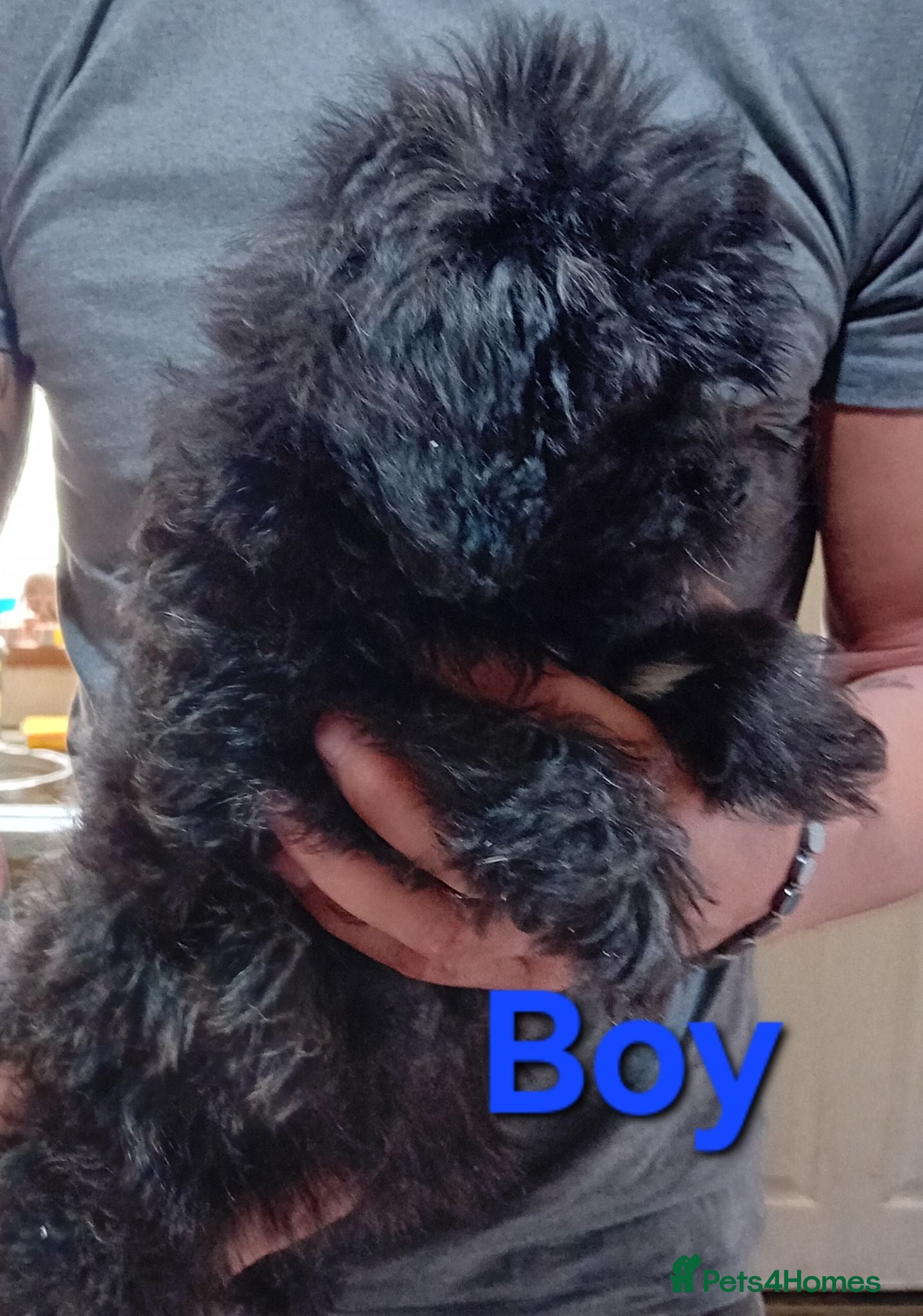 Shihpoo dogs 1 boy, 1 girl available of the Tiniest Puppies  - Advert 2