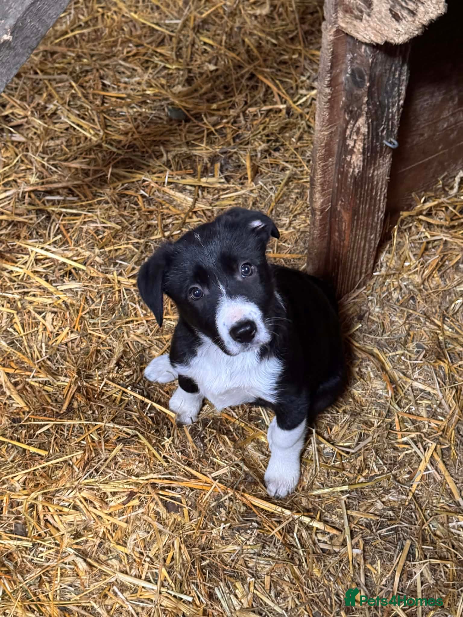 Border Collie dogs Mr D Metcalfe  - Advert 2