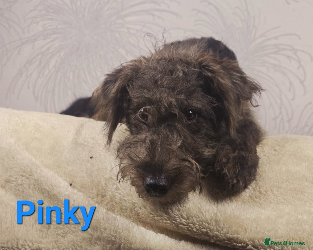 Australian Labradoodle dogs for sale: Australian Labradoodle × Fox Terrier Puppies - Image 12