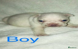 French Bulldog dogs for sale: 3 beautiful French bulldogs  - Image 9