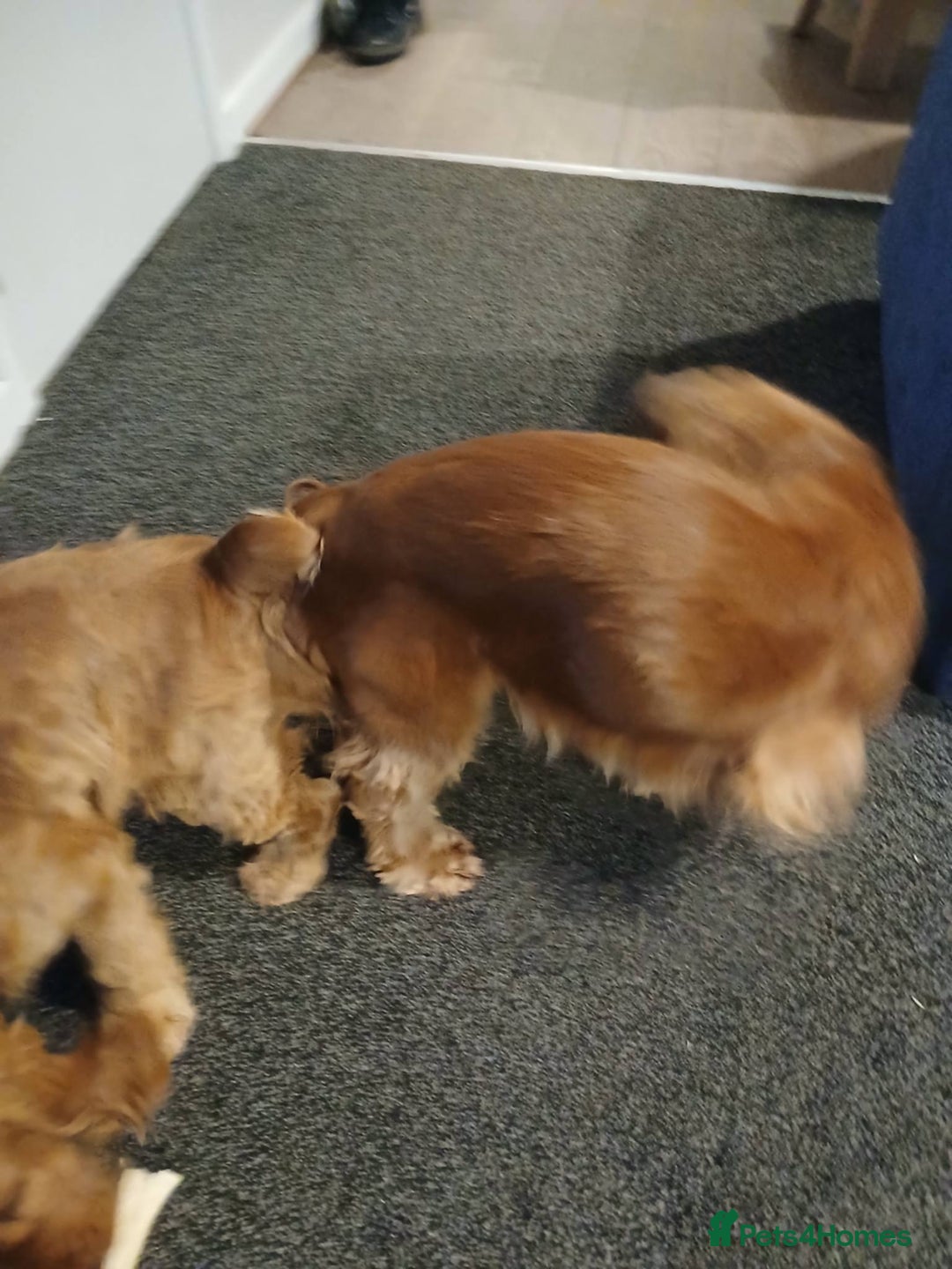 Cocker Spaniel dogs for stud: male cocker spaniel stud only - Advert 2