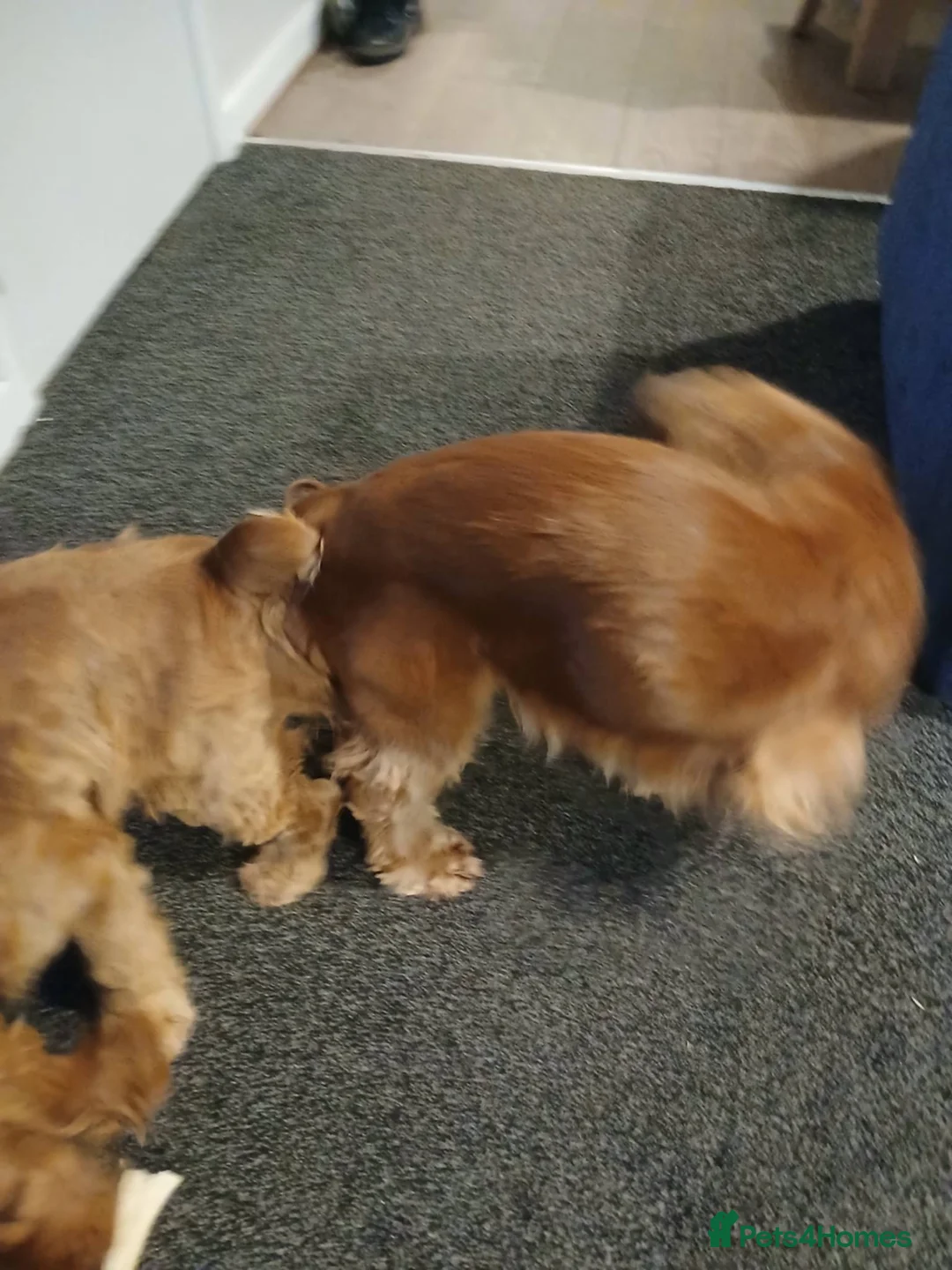 Cocker Spaniel dogs for stud: male cocker spaniel stud only - Advert 2