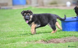German Shepherd dogs for sale: TOP QUALITY GERMAN SHEPHERD LITTERS - Image 11