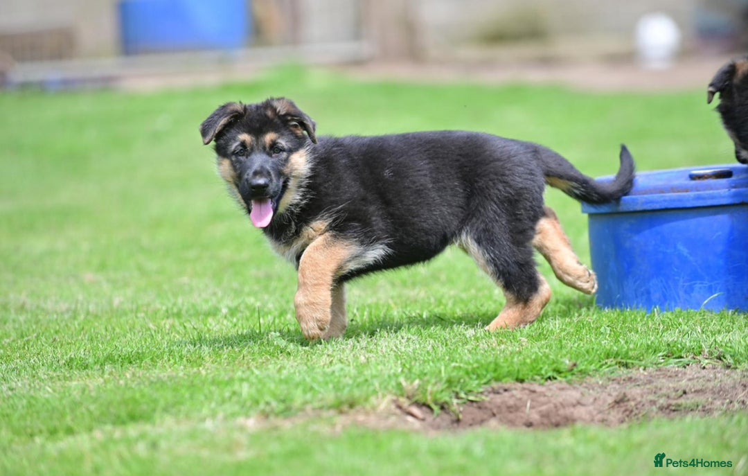 German Shepherd dogs for sale: TOP QUALITY GERMAN SHEPHERD LITTERS - Image 11