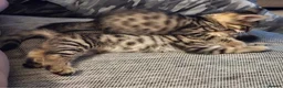 Bengal cats for sale: beautiful bengal X kittens **ready to go** - Advert 8