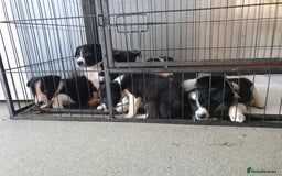 Border Collie dogs for sale: Farm bred Border Collie Pups for sale. - Advert 6