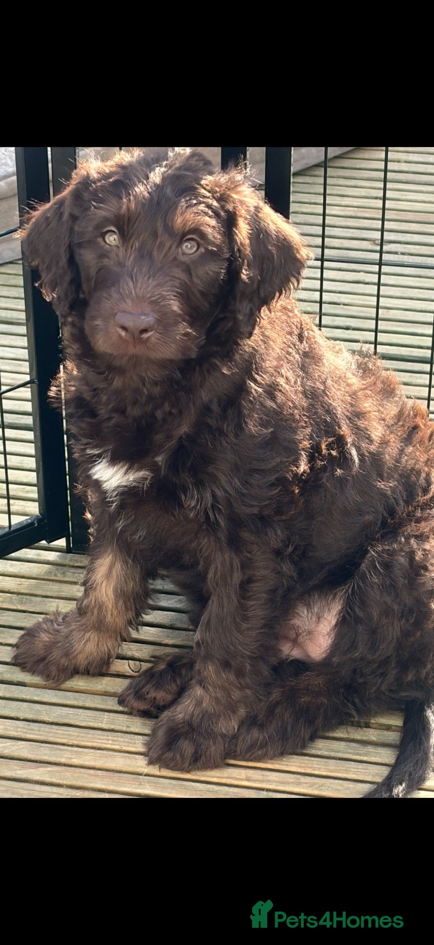 Labradoodle dogs F1 labradoodle Puppies READY TO LEAVE - Advert 9