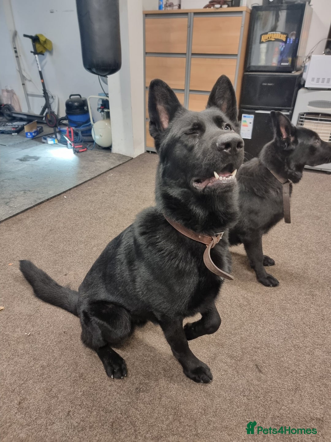 German Shepherd dogs for sale: *PROOF* 2 years old German shepard KC registered  - Image 6