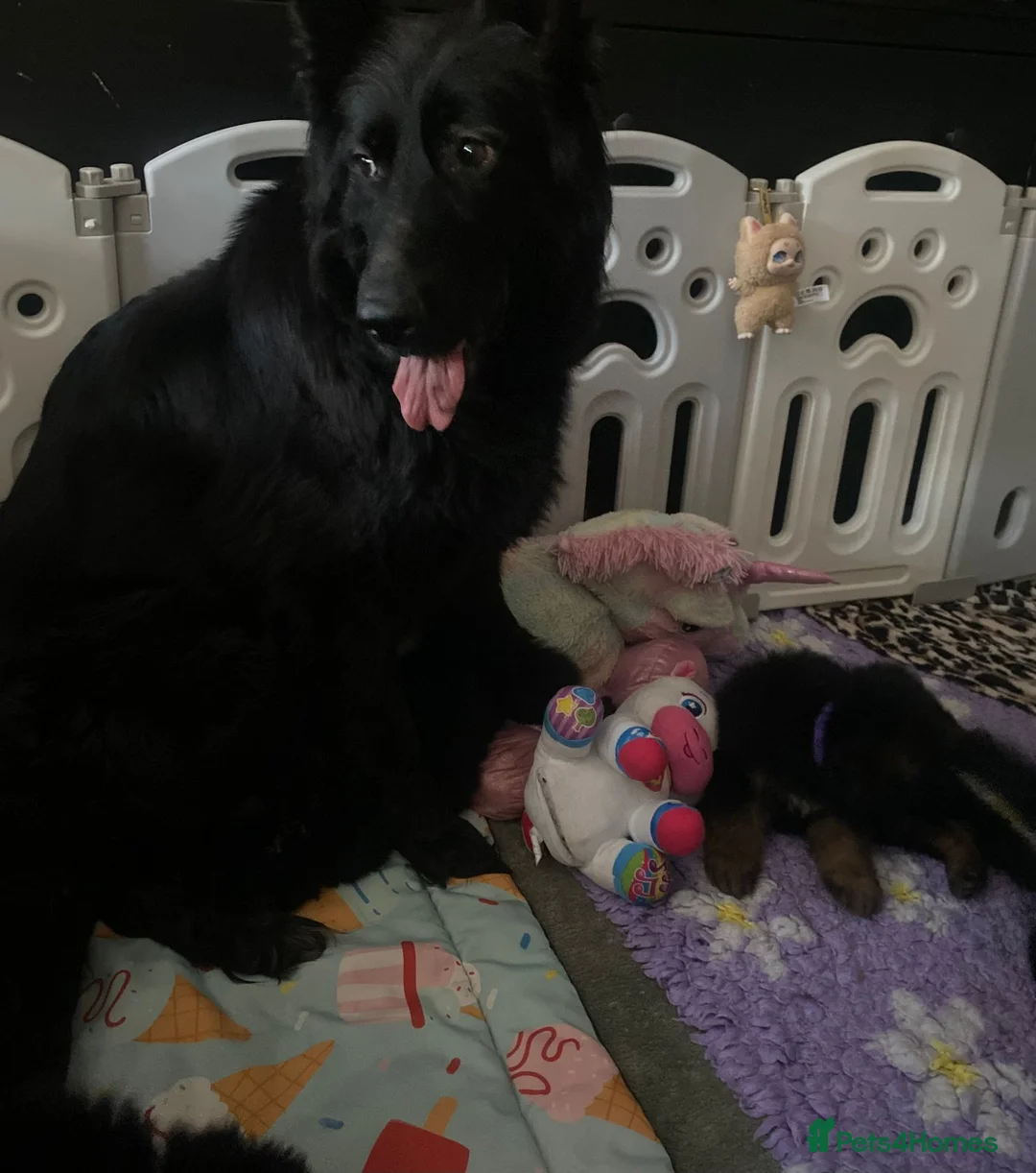 German Shepherd dogs for sale:  beautiful longcoat  gsd puppies - Advert 10