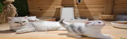 Munchkin cats for sale: Munchkin Kittens. Munchkin cross Scottish Straight - Advert 20