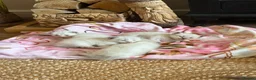 Ragdoll cats for sale: Stunning Ragdoll kittens  in Sheffield - Advert 6