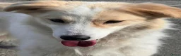 Mixed Breed dogs for sale: Meet this gorgeous gentle girl, Ada in Swadlincote - Advert 9