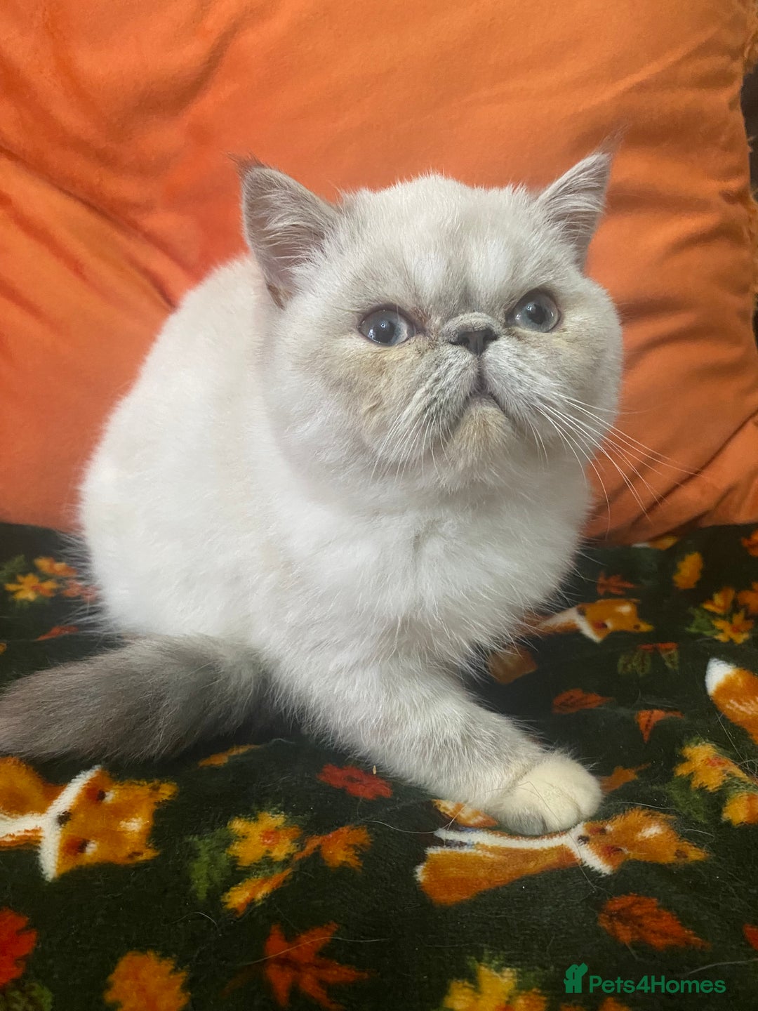 Exotic cats for sale: EXCEPTIONAL GCCF PERSIAN EXOTIC  - Image 13