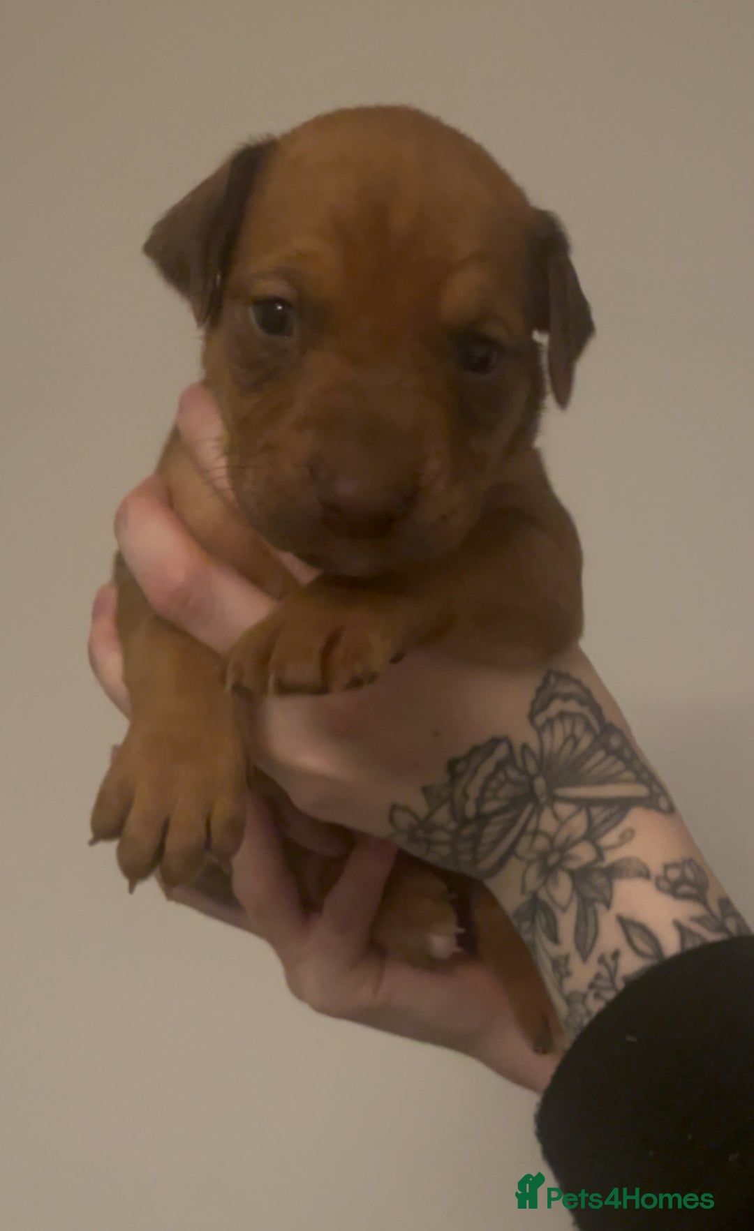 Mixed Breed dogs for sale: Doberman pups  - Advert 4