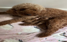 Miniature Poodle dogs for sale: Miniture poodles  - Image 5