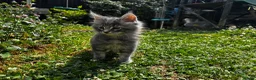 Maine Coon cats for sale: Majestic Maine Coon Kittens  - Advert 9