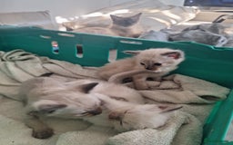 Siamese cats for sale: 3 beautiful siamese seal point kittens  - Image 8