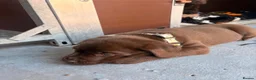Labrador Retriever dogs for sale: One Male Chocolate Labrador Puppy For Sale - Advert 6