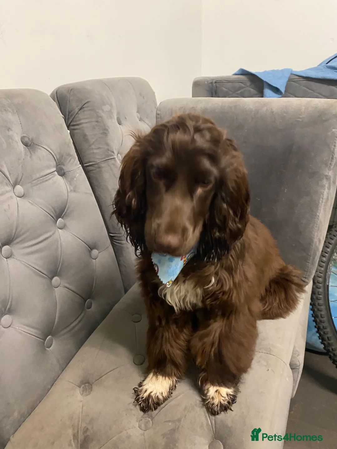 Cocker Spaniel dogs for sale: Cocker spaniel for sale  - Advert 1