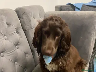 Cocker Spaniel dogs Cocker spaniel for sale - Advert 1