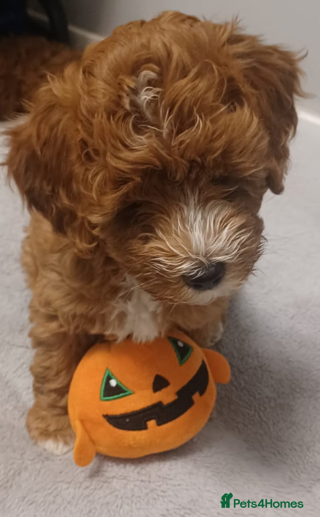 Cockapoo dogs for sale: 5 🌟 fox red cockapoo babies  ready  🏠 now 🐶 - Image 7