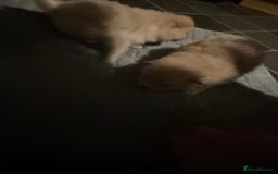 Pomeranian dogs for sale: Two Male Pomeranian’s!  - Advert 6