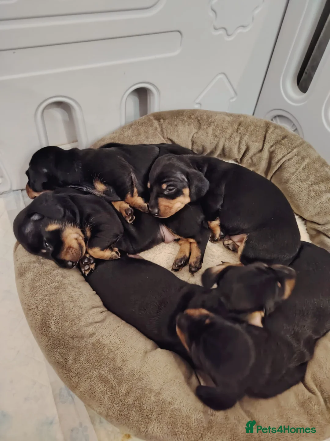 Dachshund dogs for sale: Miniature Dashund🐶 - Advert 1