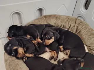 Dachshund dogs Miniature Dashund🐶 - Advert 1