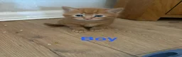 Mixed Breed cats for sale: Mixed Breed kittens  - Advert 12