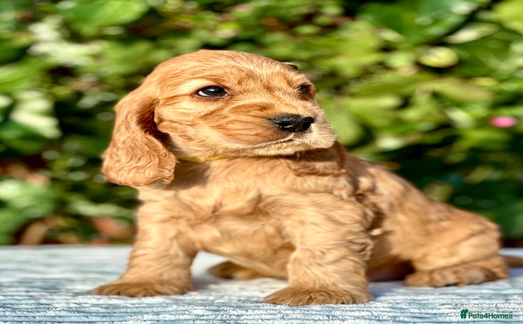 Cocker Spaniel dogs - Advert 4