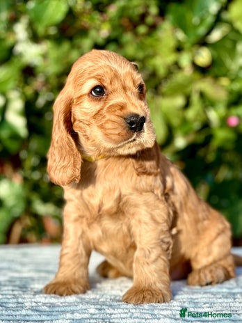 Cocker Spaniel dogs - Advert 6