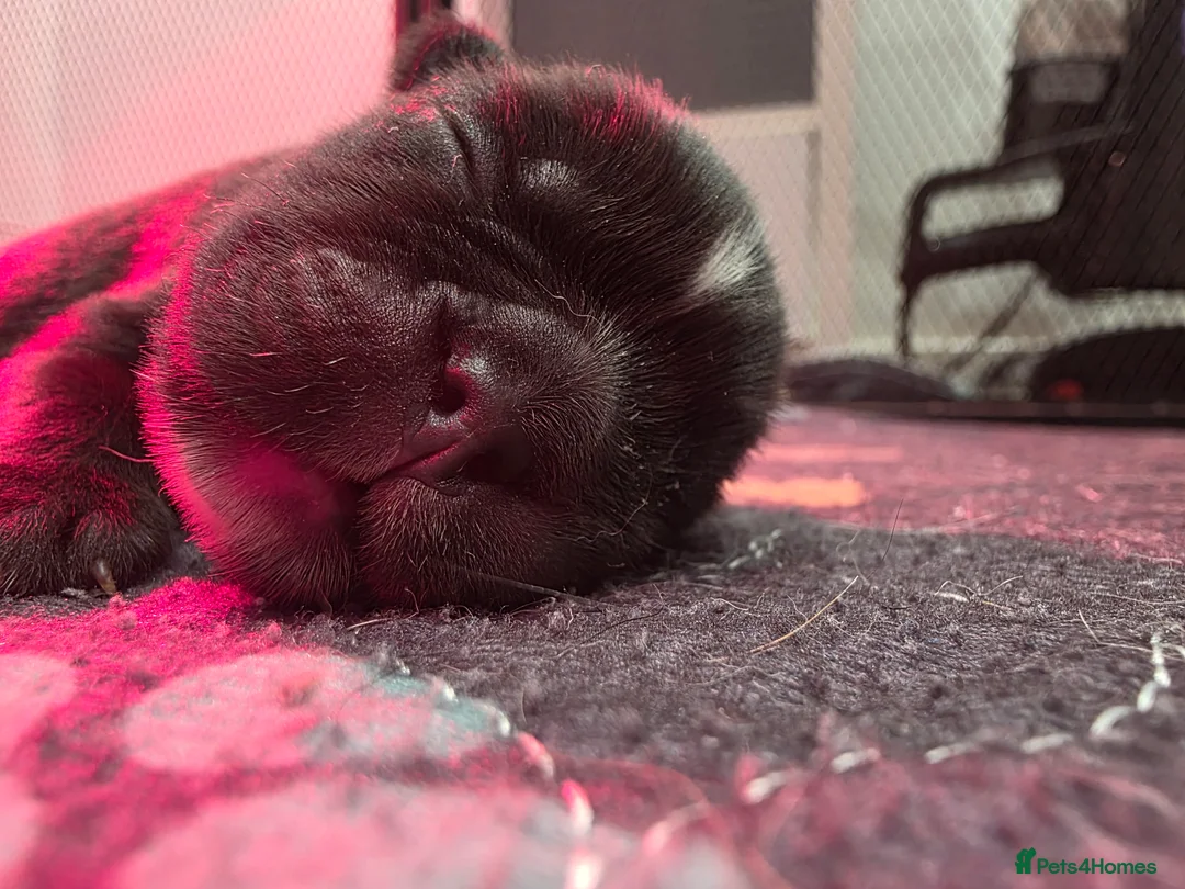 French Bulldog dogs for sale: Fluffy French Bulldog  - Advert 5