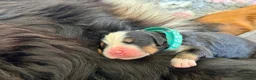 Bernese Mountain Dog dogs for sale: Beautiful Bernese Mountain Dog Puppies in Eye - Advert 12
