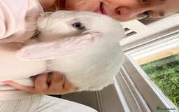 French Lop rabbits for sale: French lop bunny and hutch - Image 4
