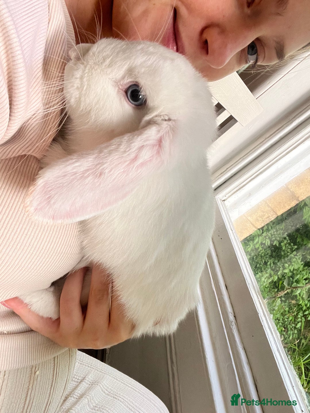 French Lop rabbits for sale: French lop bunny and hutch - Image 4