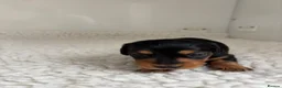Miniature Dachshund dogs for sale: Ready KC Long-Haired Miniature Dachshund puppies  - Advert 23